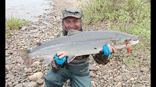 Семга под 10 кг в карантин на реке Титовка. Монстр, а не рыба!!!