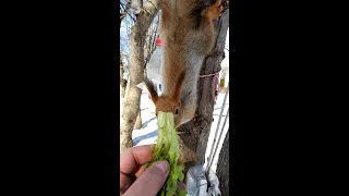 А говорили, что белки любят салат / It was said that squirrels love salad