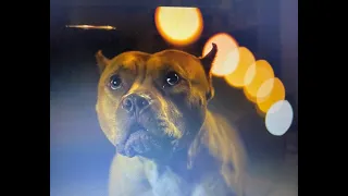 Brandy the Dog in RUN SWEETHEART RUN with Pilou Asbaek and Ella Balinska!