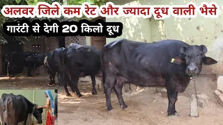 👍20 kg milk Buffelos in Alwar (Rajasthan).Superb Murrha buffalos for Sale farmer home👌