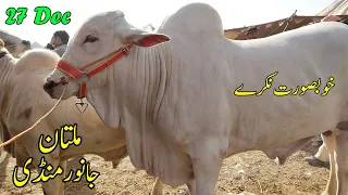 Multan Cow Mandi Vip Heavy Bulls Latest Update Must Visit | SS Tv |