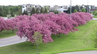 Cherry blossom, Guelph, Canada