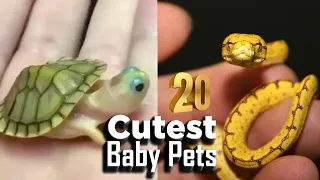 🌟 Science Says These 20 Baby Animals Will MELT YOUR FACE (Don't Watch If You Value Productivity) 🌟
