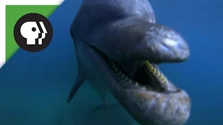 Dolphins Behaving Badly