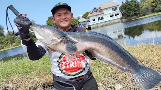 2024 Giant snakehead/Toman hunt In Pampanga and Bulacan. My personal best! #toman #fishing
