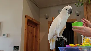 Cockatoo Enjoys Oatmeal Spoon-Feed !