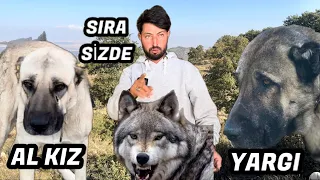 SÜRÜDEN AYRILAN KOYUNLARI ( CANAVAR) KURTLAR PARÇALAR !!! ŞİMDİ GÖREV AL KIZ VE YARGIDA / KANGAL