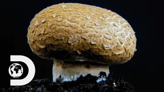 MUSHROOMS | How Do They Do It?