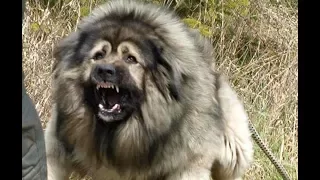 кавказская овчарка наша охранная собака
