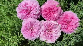 Гармоничное сочетание роз по цвету - 5 часть. Розы в моем саду!