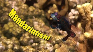 Spawning Mandarinfish! (It happens at night!)