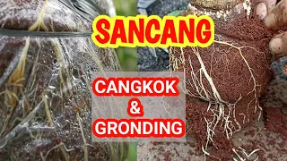 Tunda atur Akar | Perjalanan Cangkok Sancang sampai Gronding #kekeybonsai #premnamicrophylla