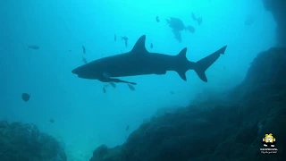 Scuba Diving with Sharks in Bali at Gili Biaha