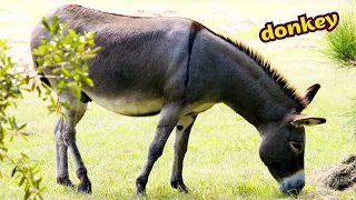 Donkeys 4K - Donkey Eating Grass - Amazing Donkey Video