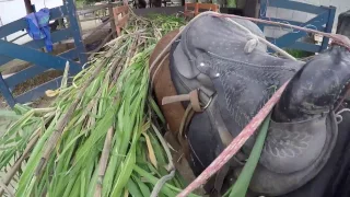 Cuidados que devemos ter ao cortar capim e tratar da tropa  - PARTE 2 (Andando de carroça na rua)