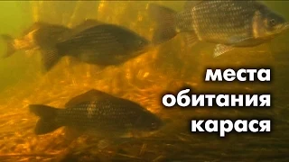 Карась в реке и его места обитания . Как искать Карася смотрите на ВИДЕО