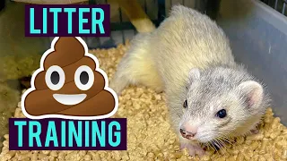 Potty Training Your Ferret