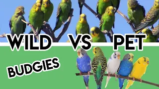 Why do all WILD Budgies are Green While PET Budgies are Colorful