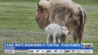 Rare white bison born at Central Texas ranch