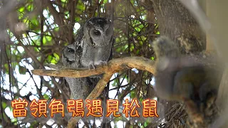 台灣野鳥紀錄之19｜當領角鴞遇見松鼠