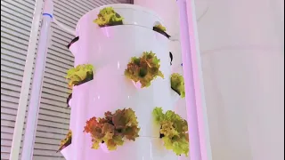 Growing Hydroponic Lettuce with Tower System