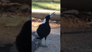 You won't believe this Magpie's song!