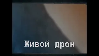 Голубь-шпион Голубиный шпионаж Живой дрон БПЛА разведка голуби синоби