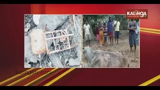 Woman injured, 3 cattle killed in multiple fire mishap in Kendrapara | Kalinga TV