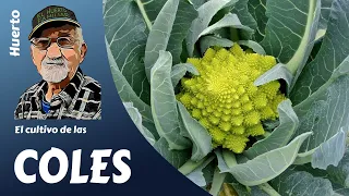 COL: how to easily grow cabbages. Full culture