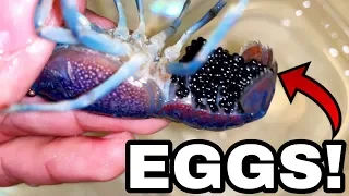 Blue LOBSTER Crawfish EGGS get Home AQUARIUM!