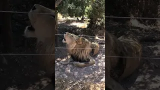 Angry Lion roaring to Hunt #shorts #animals #trending #viral #ytshorts  #trending #viralshorts