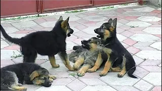 Банда щенков немецкой овчарки. Puppies German Shepherd Dog and owner. Одесса.