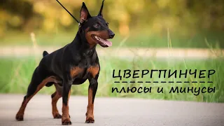 ЦВЕРГПИНЧЕР. Плюсы и минусы породы MINI PINSCHER