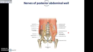 Anatomy  Overview of Abdomen 5   Muscles and Nerves of Posterior Abdominal Wall