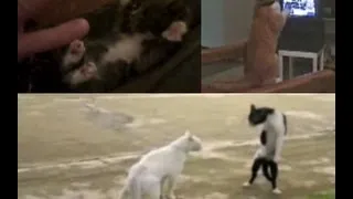 funny cat compilation 2013