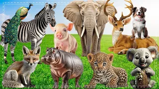 Wild Animal Sounds In Nature: Chicken, Grey Crowned Crane, Bear, Cow, Dog, Camel | Animal Moments