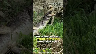 This Is Why Crocodiles Are Afraid Of Jaguars