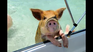 When Pigs Swim