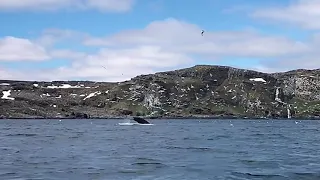 морская рыбалка Баренцево море ГОРБАТЫЙ КИТ ВЫПРЫГИВАЕТ турбаза TITOVKA-fishing