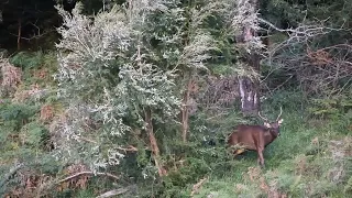 Young Sambar stag on a windy day.