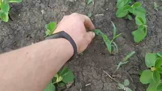 Обробка сої Аполло🌱🌱🌱Раундап Енерджі🇺🇦