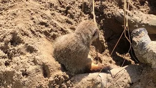 MEERKAT FALLING ASLEEP