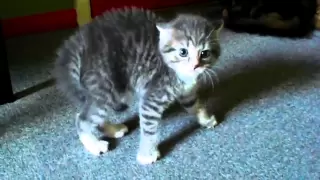 Scared Kitten