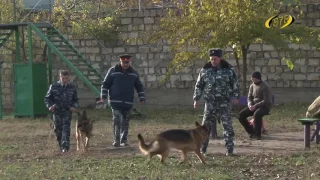 Когда собаки больше, чем друзья