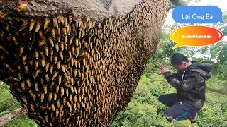 #910. Bí Quyết Ong Đánh CH.Ế.T CỨU SỐNG Bằng Con Kiến Vàng. The Secret to Treating Bees Saves Lives