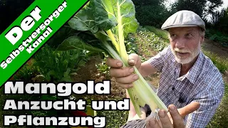 Mangold  Anzucht und Pflanzung und Test