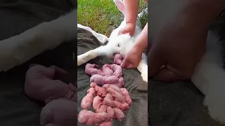 Rabbit growth #cute #pets