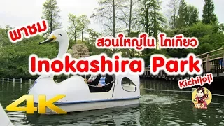 เที่ยวญี่ปุ่น 🔴 พาชมสวนใหญ่ในโตเกียว Inokashira park - 4K