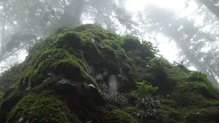 Calming Sound of Rain in Foggy Forest 1 Hour / Rain Drops Falling From Trees