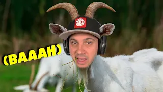 Hello, I'm a goat.